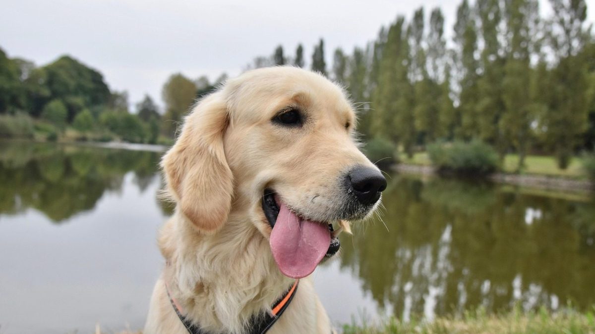 golden retriever,