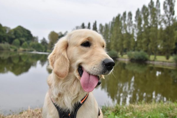golden retriever,