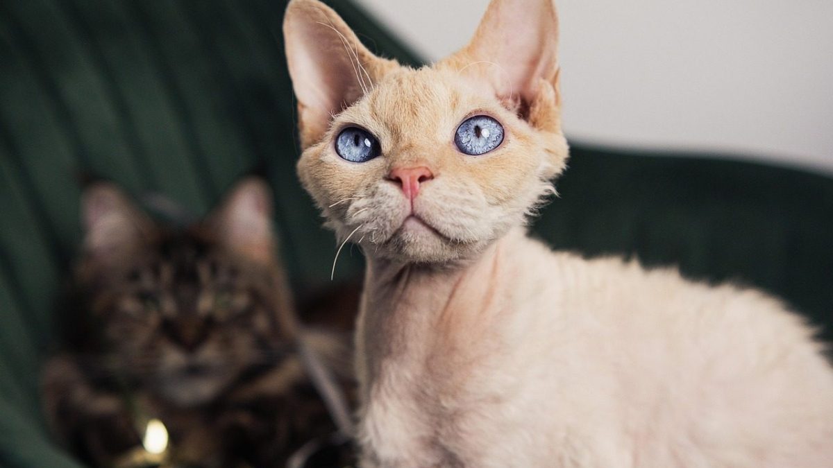 Cornish Rex Breed Profile