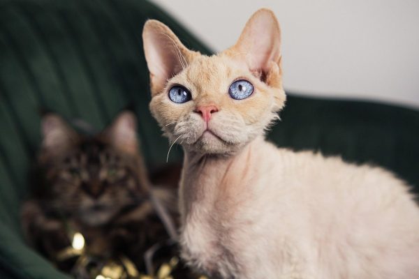 Cornish Rex Cat