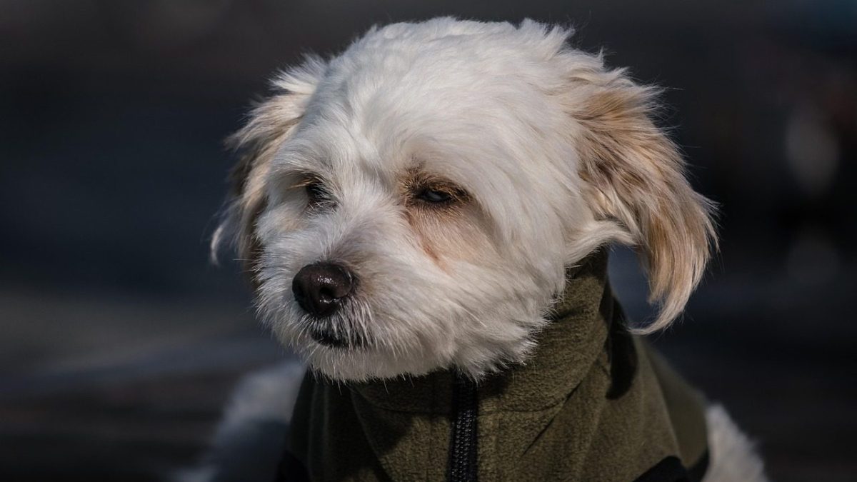 Maltese Breed Profile