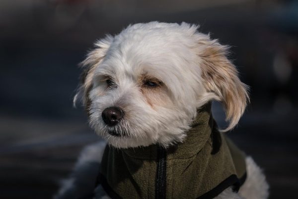 Maltese