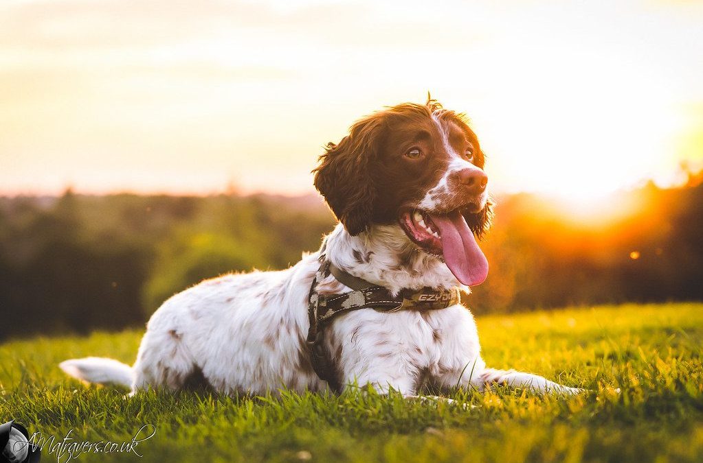English Springer Spaniel Breed Profile