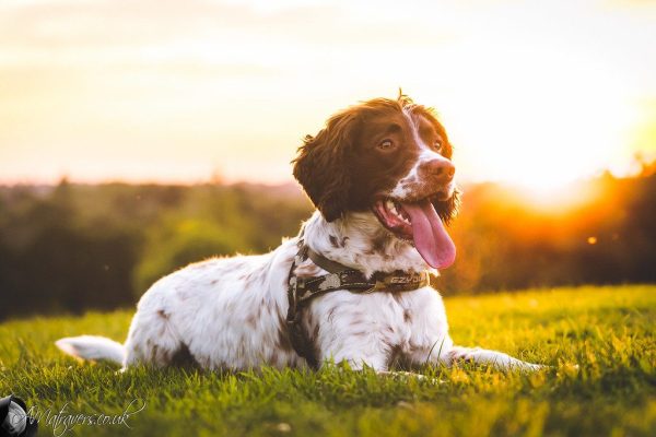 English Springer Spaniel