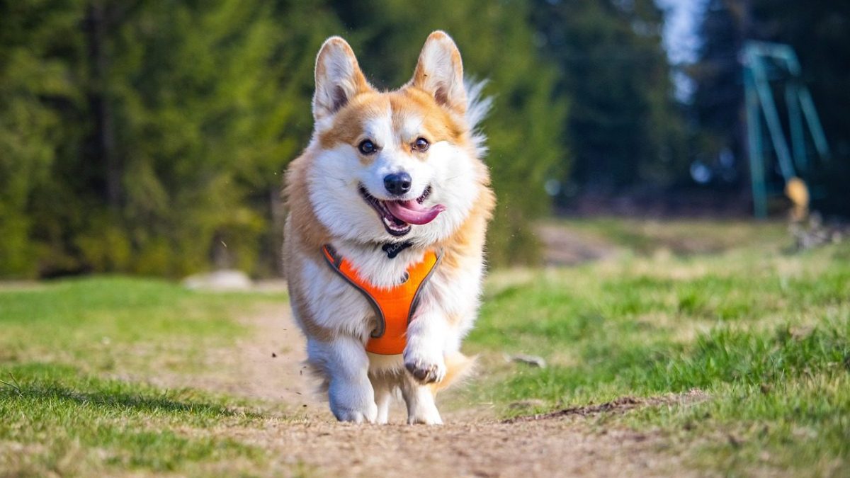 Pembroke Welsh Corgi Breed Profile