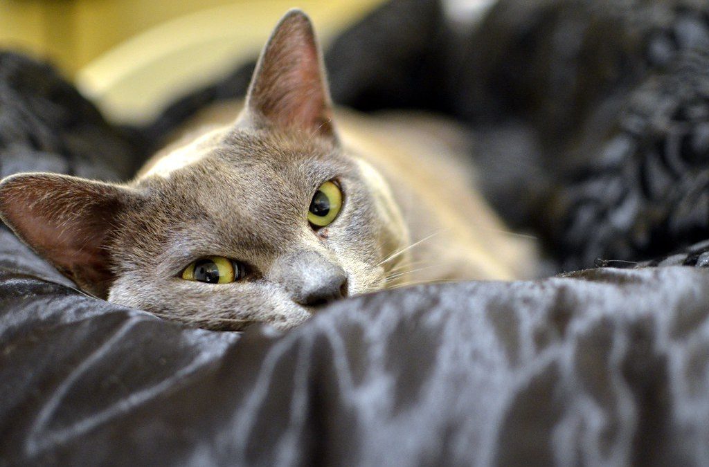 Burmese Breed Profile