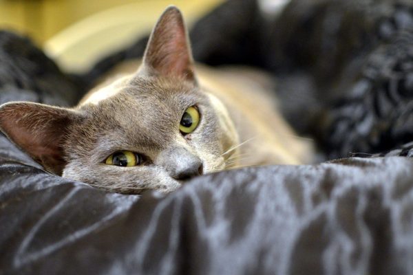 Burmese