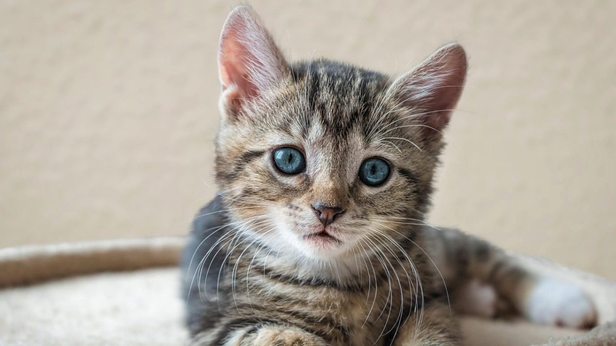 Savannah Breed Profile