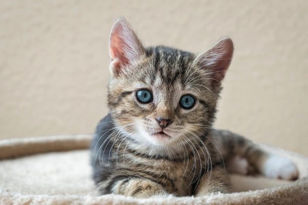Savannah Breed