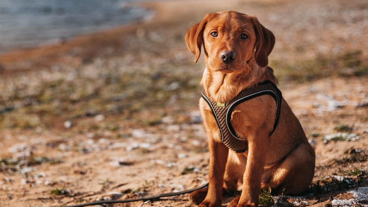 Labrador Retriever Breed Profile