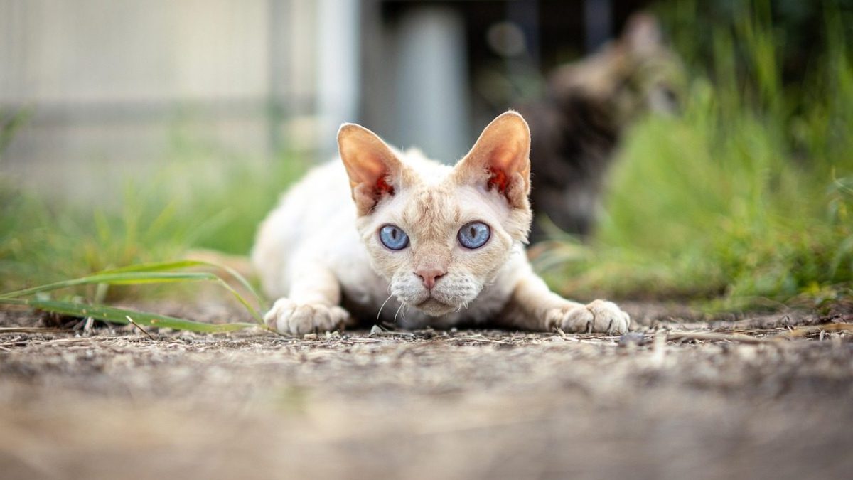 Devon Rex Breed Profile
