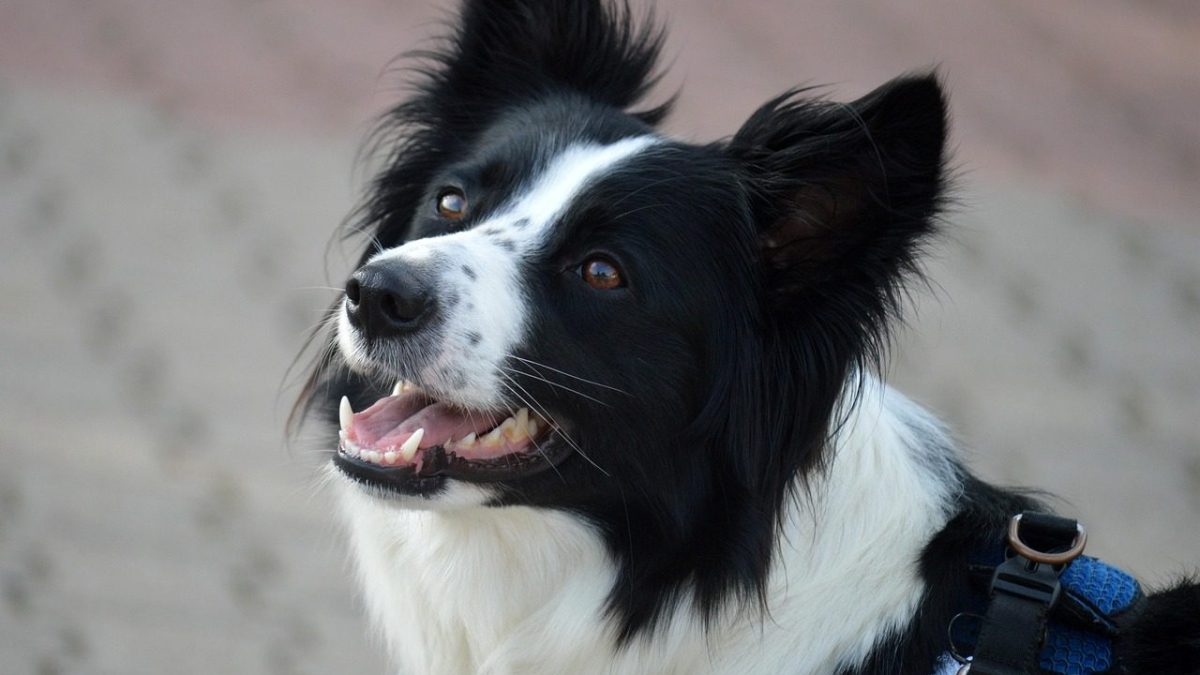 Collie Breed Profile