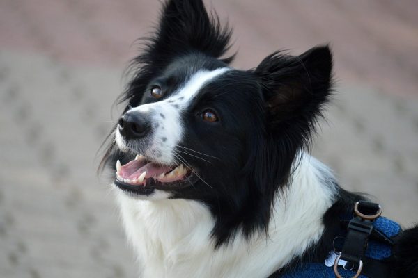 Collie dog
