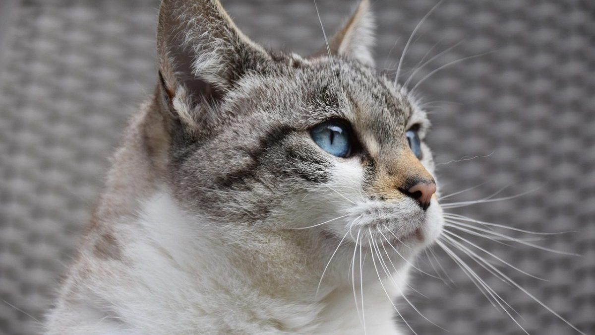 Tonkinese Breed Profile