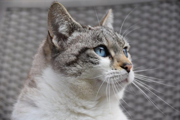 Tonkinese