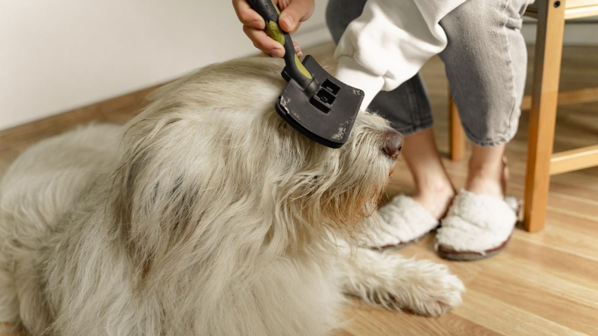 dog brush