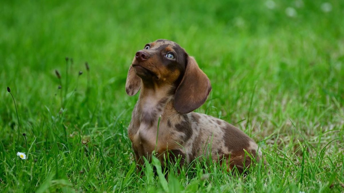 Dachshund