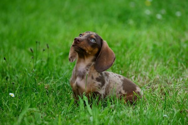 Dachshund