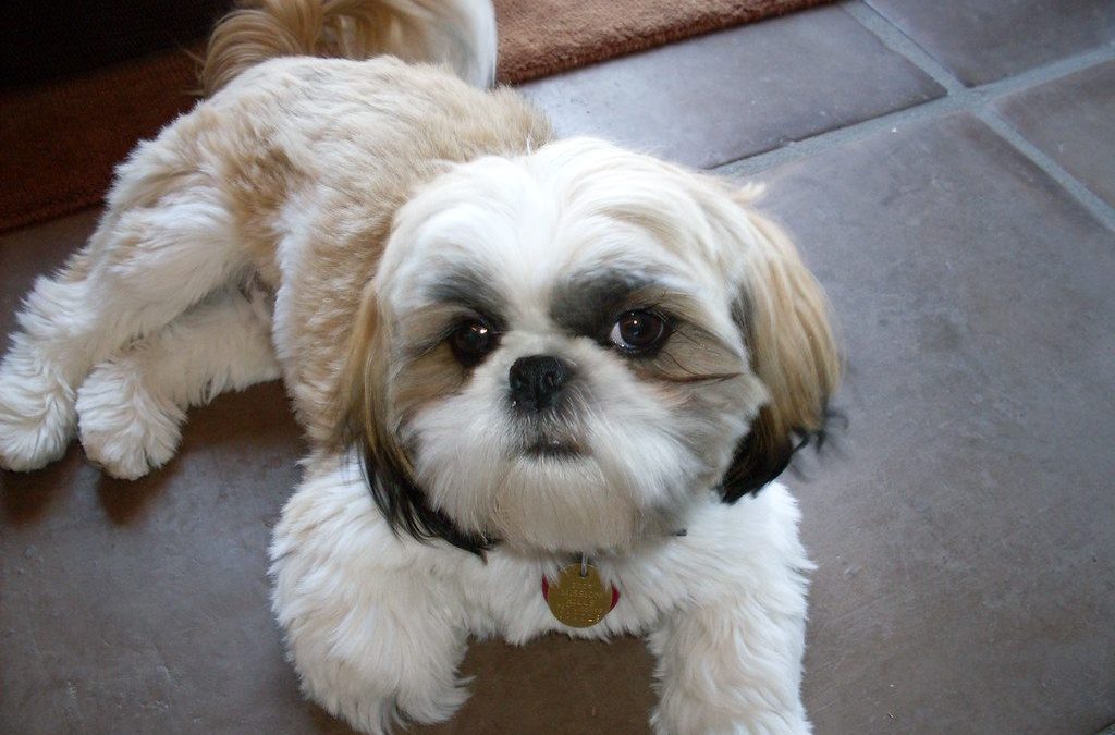 Shih Tzu Breed Profile