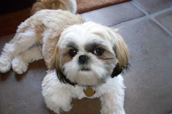 Shih Tzu