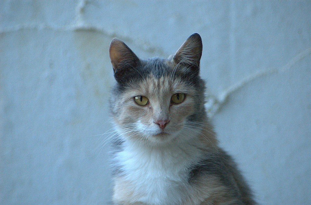 Norwegian Forest Cat Breed Profile