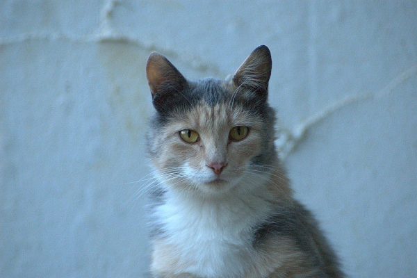 Norwegian Forest Cat