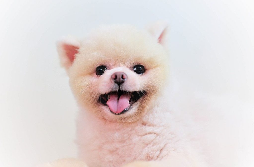 Pomeranian Breed Profile