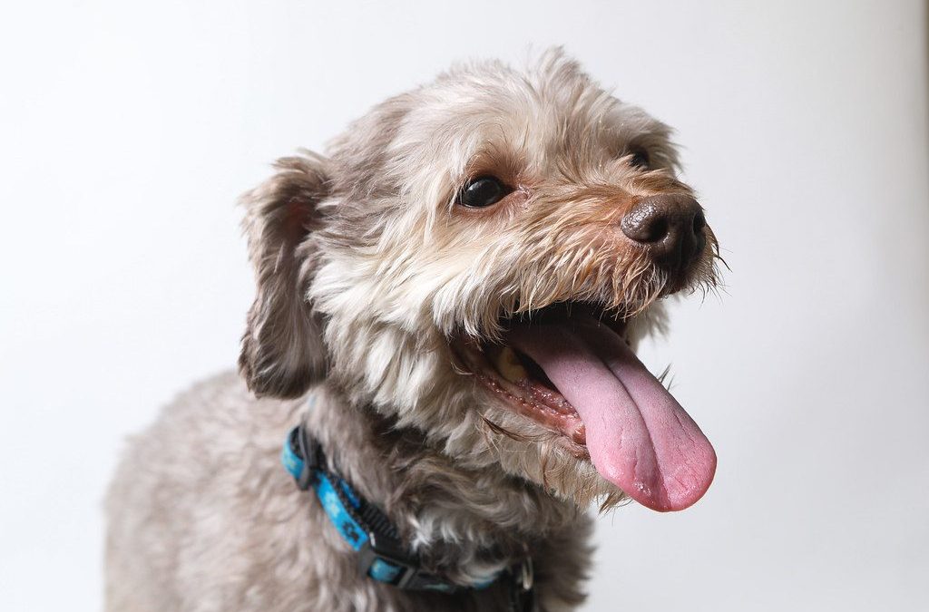 Havanese Breed Profile
