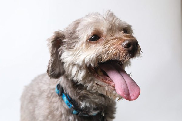 Havanese dog