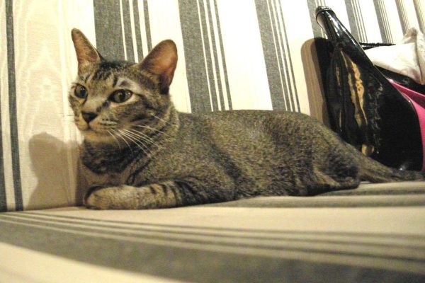 Abyssinian cat