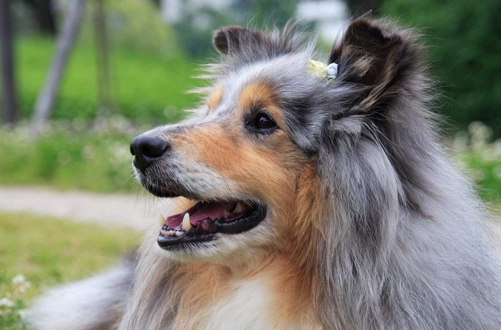 Shetland Sheepdog Breed Profile