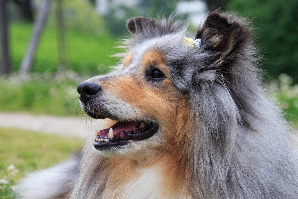 Shetland Sheepdog