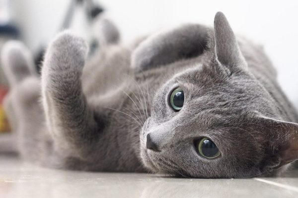 Russian Blue