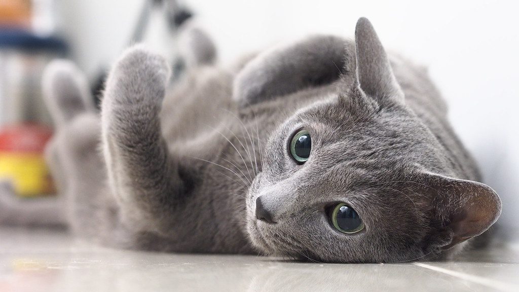 Russian Blue Breed Profile