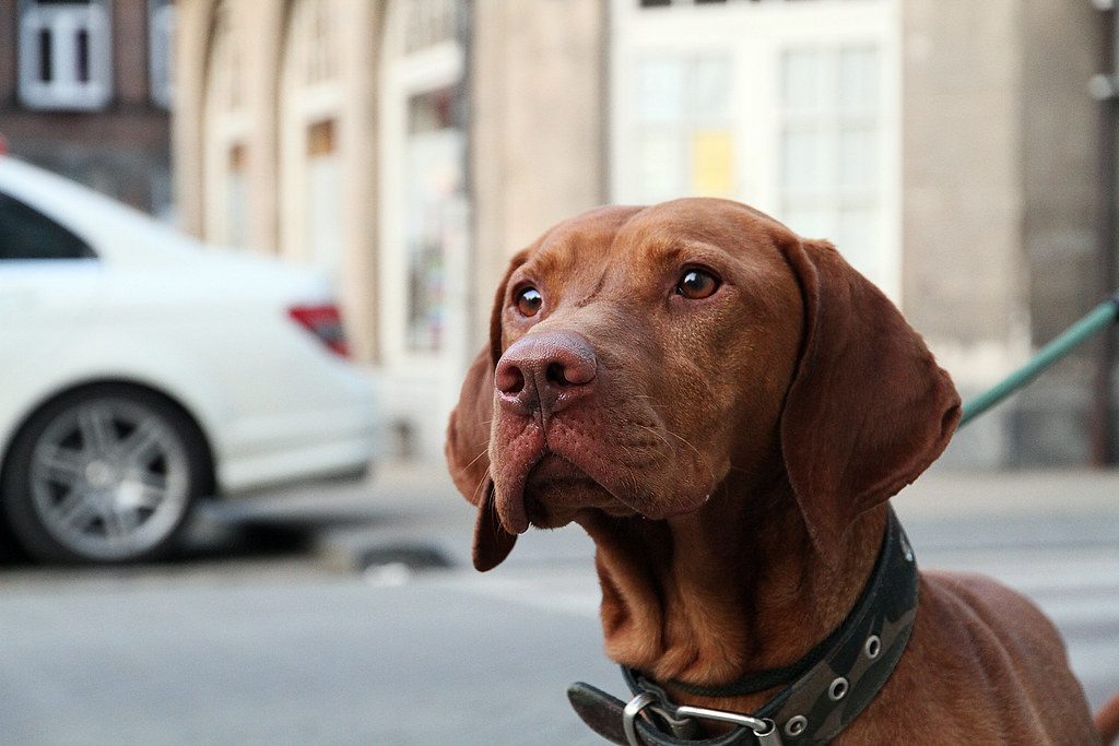 Vizsla